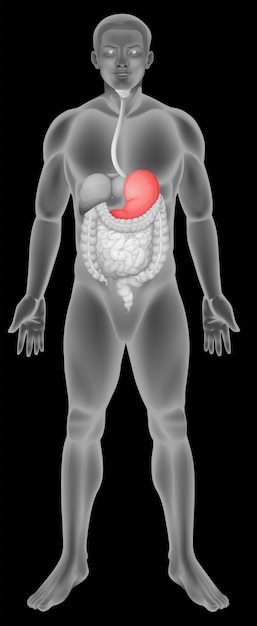 Vetor grátis sistema digestivo do estômago