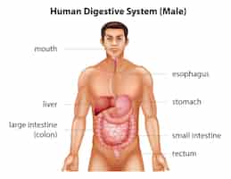 Vetor grátis sistema digestivo humano