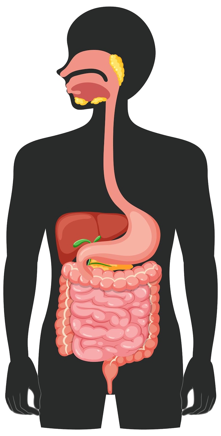 Vetor grátis sistema digestivo médico humano