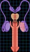 Vetor grátis sistema reprodutor masculino com genital