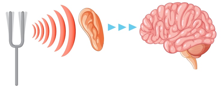 Vetor grátis sistemas educacionais de audição humana gráfica e transmissão cerebral