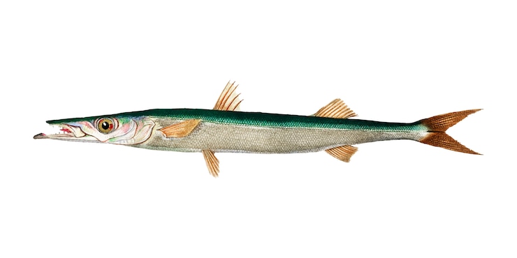 Vetor grátis sphyraena vulgaris ilustrada por charles dessalines d'orbigny (1806-1876).