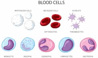 Vetor grátis tipo de células sanguíneas humanas em fundo branco