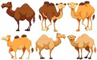 Vetor grátis tipo diferente de camelos em pé