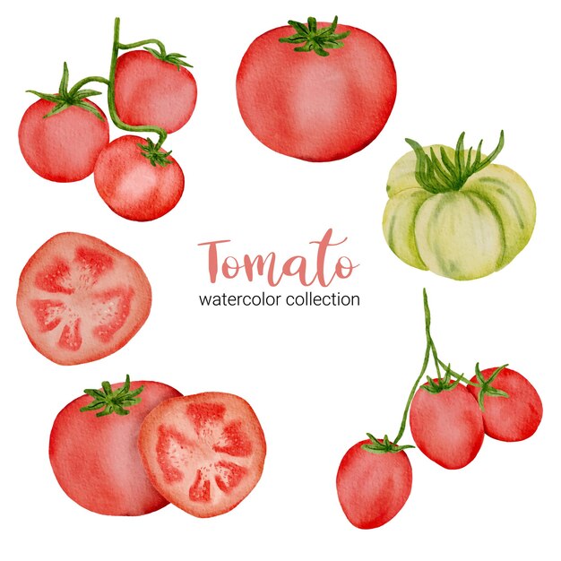 Tomate vermelho na coleção aquarela com cheio, fatie e corte ao meio