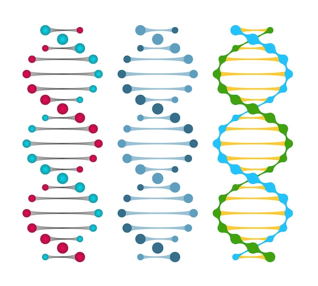 Vetor grátis três variantes de moléculas de dna de fita dupla mostrando os pares de nucleotídeos em uma ilustração vetorial de dupla hélice