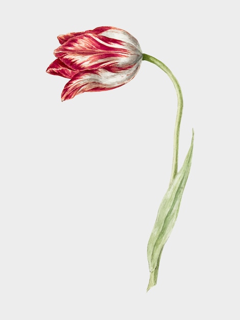 Tulipa rosa