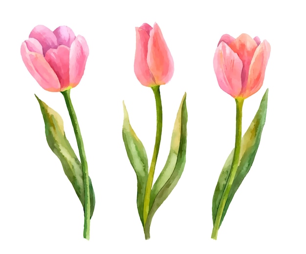 Tulipas de vetor desenhadas à mão ilustração de elementos florais de flores da primavera isolados no branco