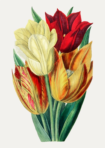 Tulipas em cores quentes