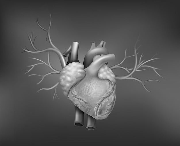 Um coração humano