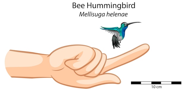 Uma comparação entre a mão humana e o beija-flor