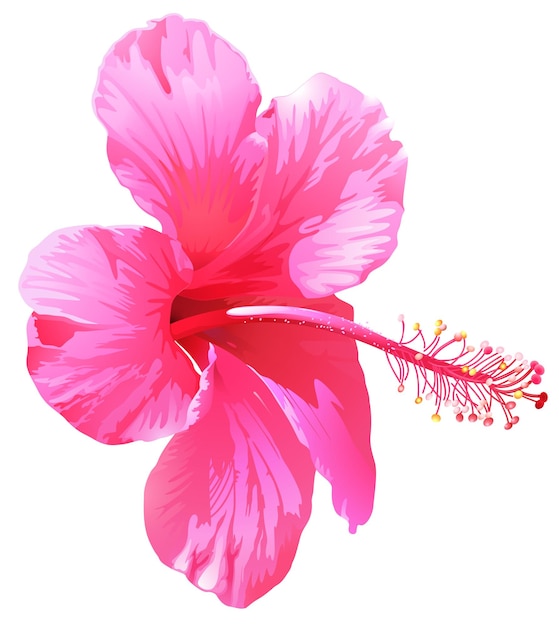 Uma flor de gumamela rosa