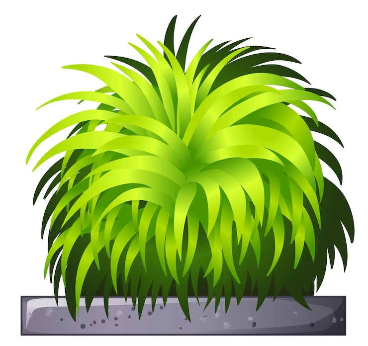 Vetor grátis uma planta decorativa