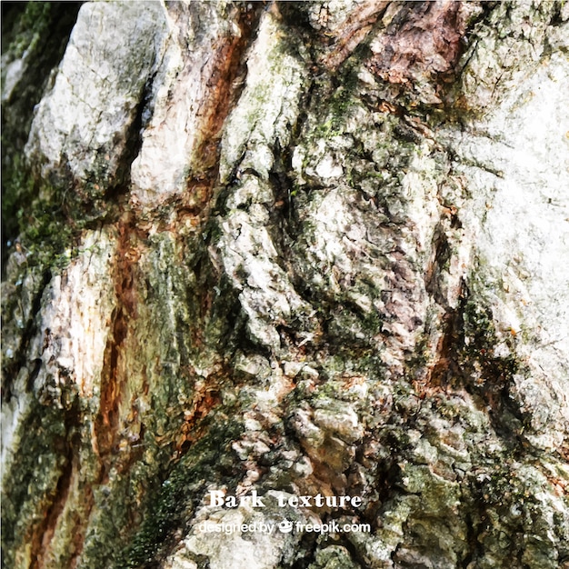 Uma textura realista casca de árvore