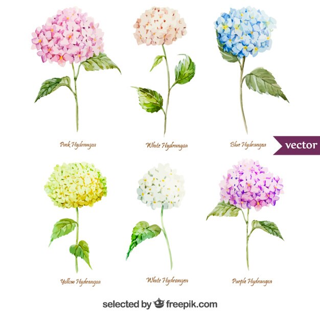 Vetor grátis variedade de flores do hydrangea da aguarela