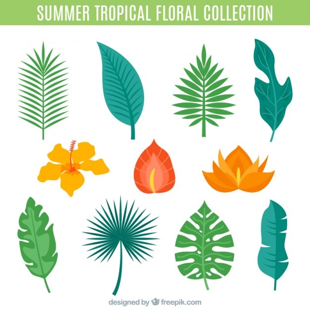 Variedade de folhas de palmeira e flores tropicais definir