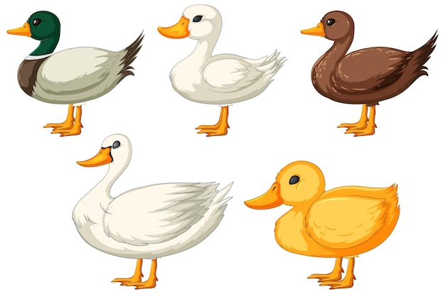 Vetor grátis variedade de ilustrações de patos de desenho animado