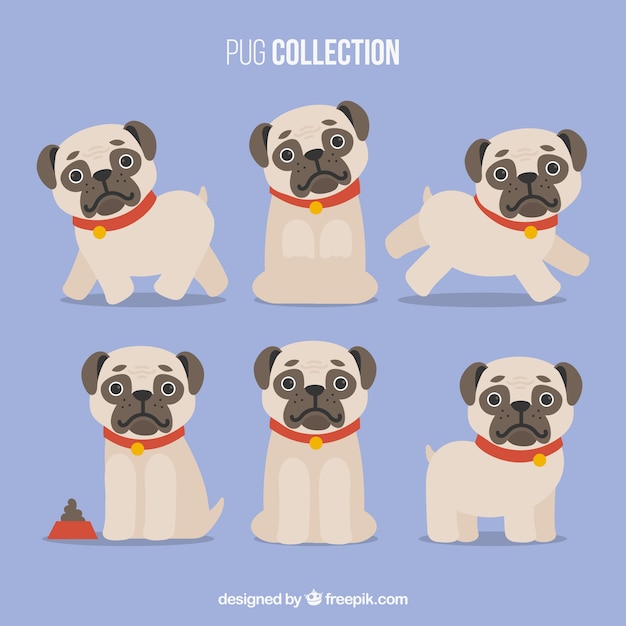 Variedade de pugs com design plano