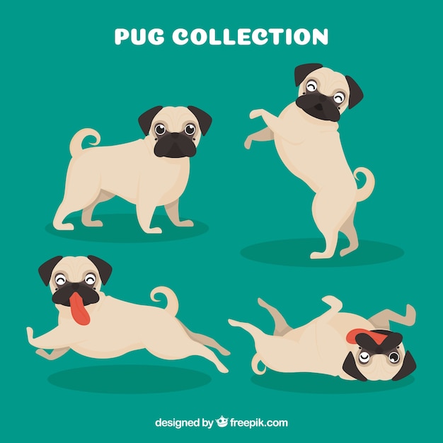 Variedade plana de pugs felizes