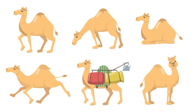 Vetor grátis vários camelos com conjunto de ícones planos de uma corcunda
