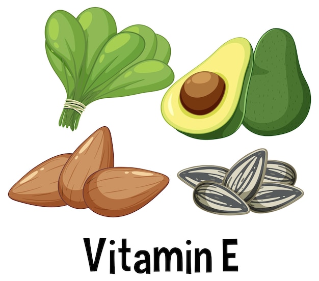 Vetor de alimentos ricos em vitamina e