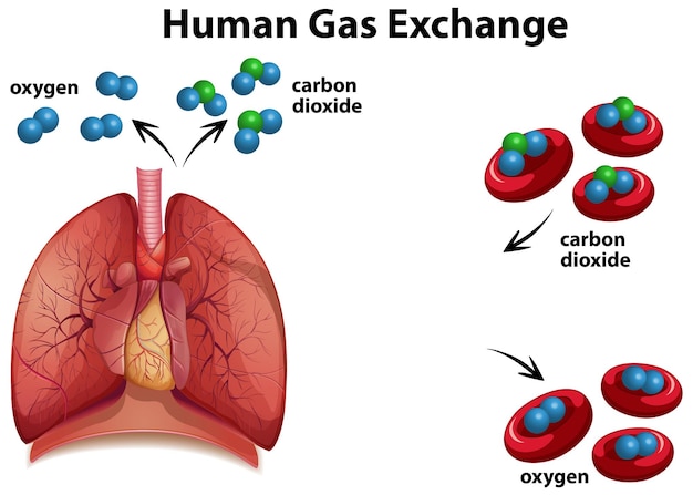 Vetor grátis vetor de diagrama de troca de gás humano