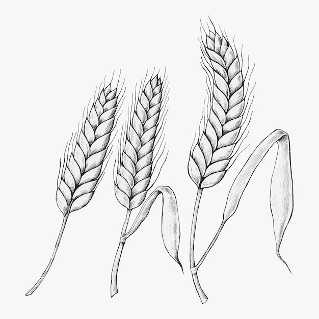 Vetor grátis vetor de espigas de trigo desenhado à mão