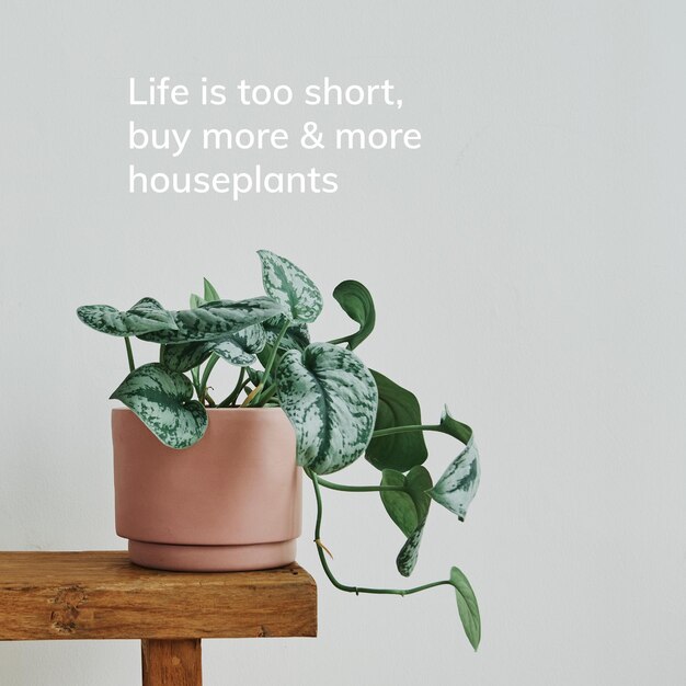 Vetor de modelo de cotação de planta de casa, a vida é curta, compre mais e mais plantas de casa