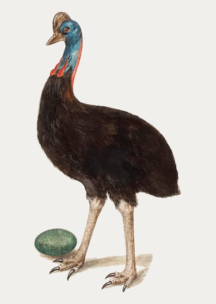 Vetor grátis vintage cassowary bird ilustração vector