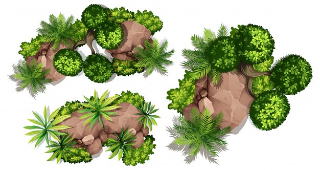 Vista aérea de plantas e rochas
