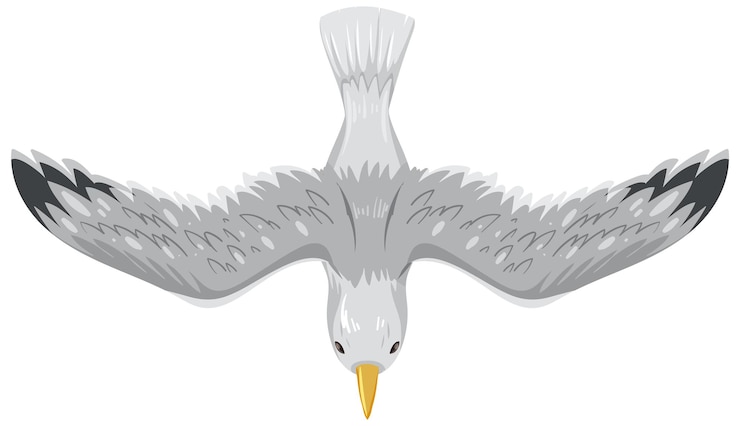 Vetor grátis vista de cima de uma gaivota voadora