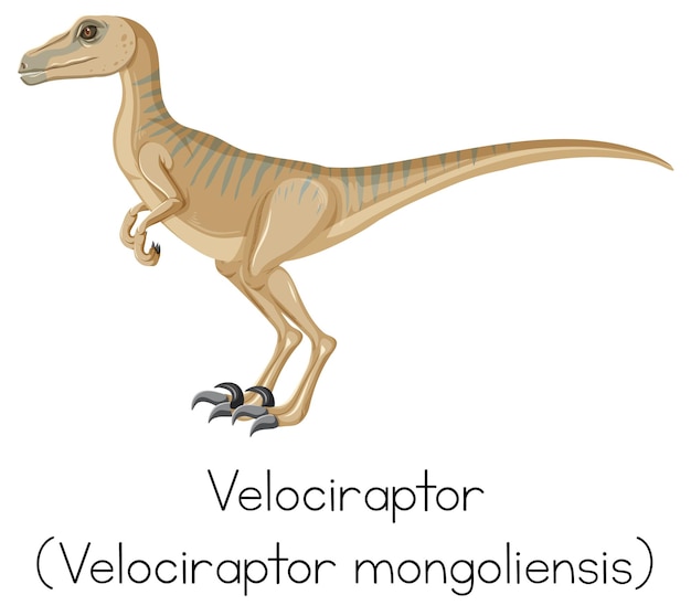 Vetor grátis wordcard para velociraptor em pé