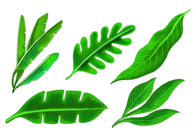 Vetor grátis x9plantas tropicais realistas cenografia de folhas verdes