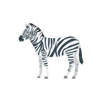 Zebra plana isolada em fundo branco