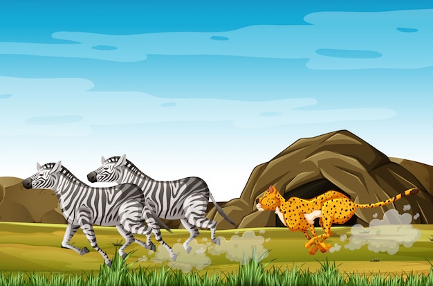 Zebras de caça leopardo em personagem de desenho animado no fundo da floresta