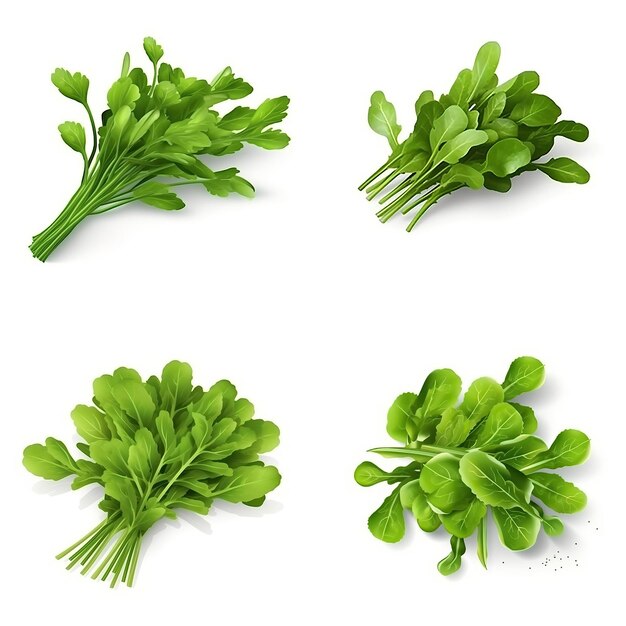 Vetor 3d vector arugula em fundo branco