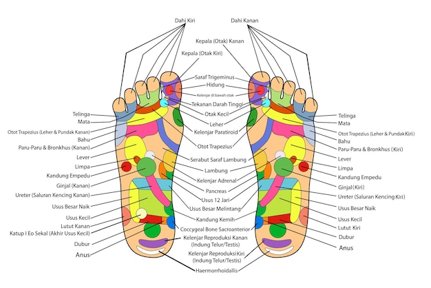 A alternativa tradicional de acupuntura vetorial simples cura o pé esquerdo e direito e a descrição da indonésia
