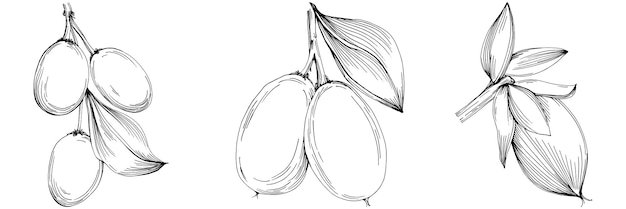 A árvore de jojoba e os feijões na mão do estilo gráfico desenham no fundo branco. objeto isolado com gravado