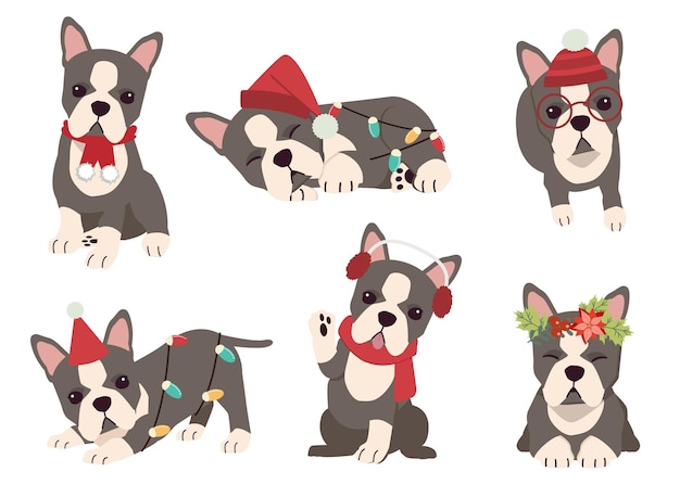 A coleção de boston terrier em muitas ações para o tema de natal.