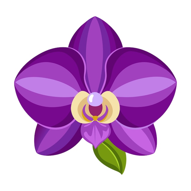 Vetor a drawing of a purple color orchid flower with a yellow center vector