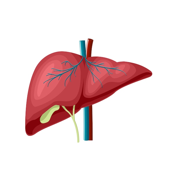 Vetor a estrutura médica do fígado
