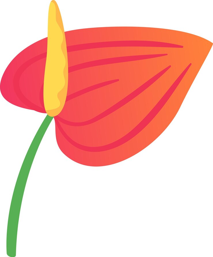 Vetor a flor vermelha vibrante do antúrio floresce em um caule verde contra um fundo branco, simbolizando o amor e acrescentando charme exótico