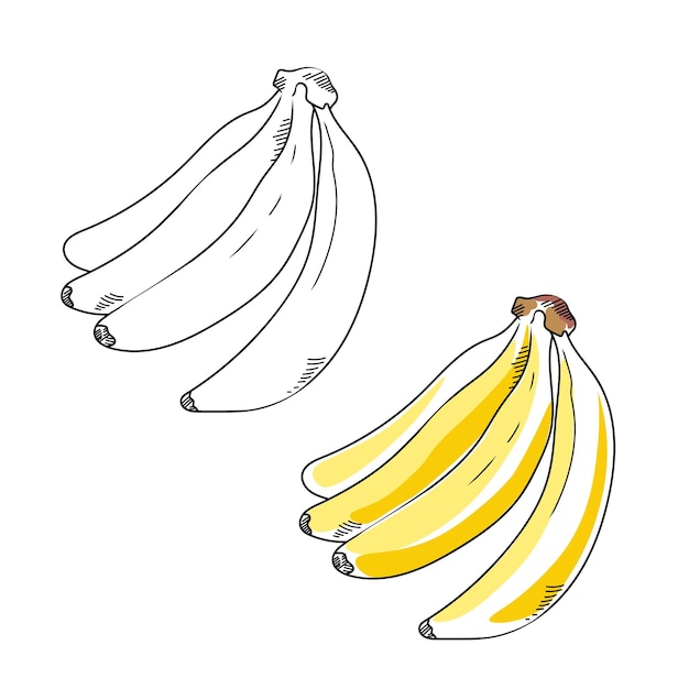 A linha vetorial e a ilustração colorida esboçam a banana em um fundo branco