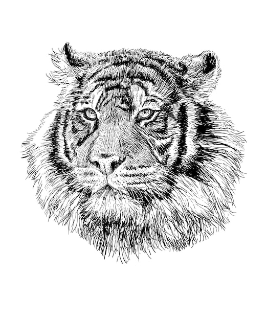 A mão da cabeça do tigre desenha a linha preta do esboço na ilustração vetorial de fundo branco