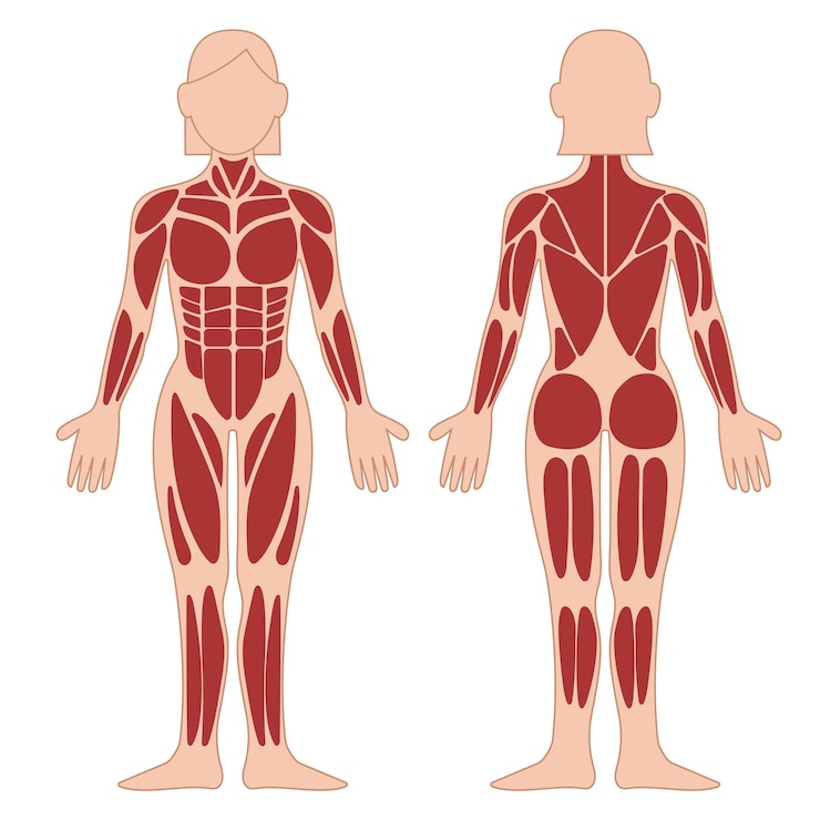 Vetor a tabela de músculos descrição corpo muscular mulher.