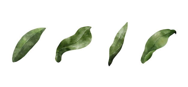 A vegetação deixa o conjunto de aquarela coleção de elementos decorativos de folha verde natural ilustração vetorial