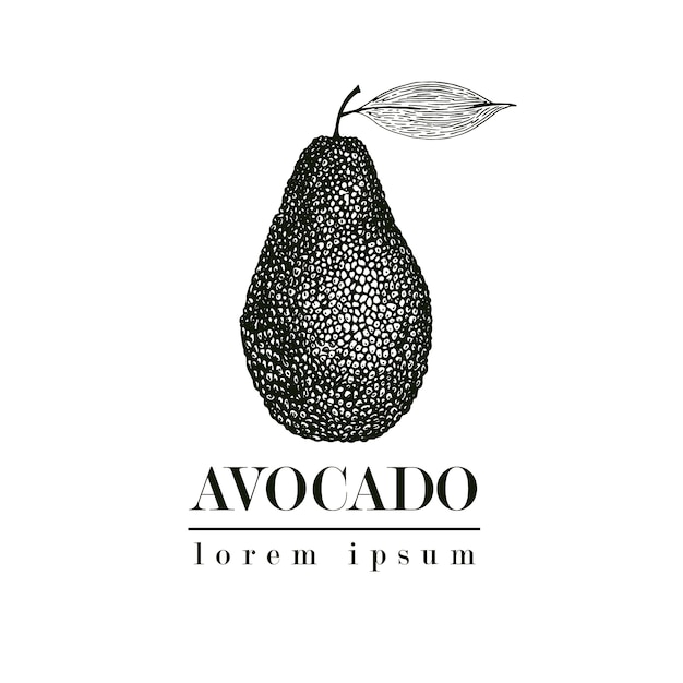 Abacate de mão desenhada vector. ilustração tropical do estilo do vintage do fruto do verão. desenho detalhado de alimentos. ótimo para rótulo, cartaz, impressão. modelo de logotipo.