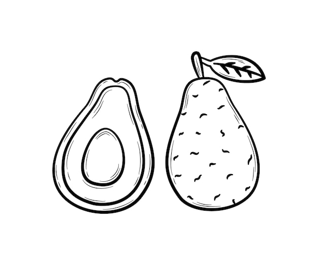 Abacate desenhado à mão. frutas exóticas isoladas em branco. ilustração vetorial em estilo doodle