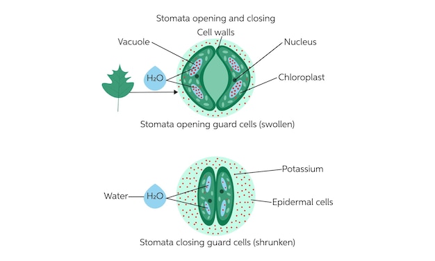 Vetor abertura e fechamento das células de guarda dos estômatos