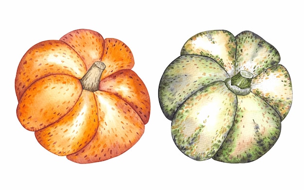 Abóbora laranja madura isolada em fundo branco aquarela handdrawn ilustração feito à mão clipart